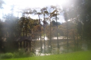 Black Bayou, Ouachita Parish, Louisiana (photo by Stephanie Arwen Lynch)